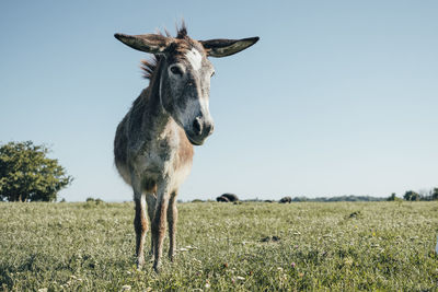 Portrait of horse on field