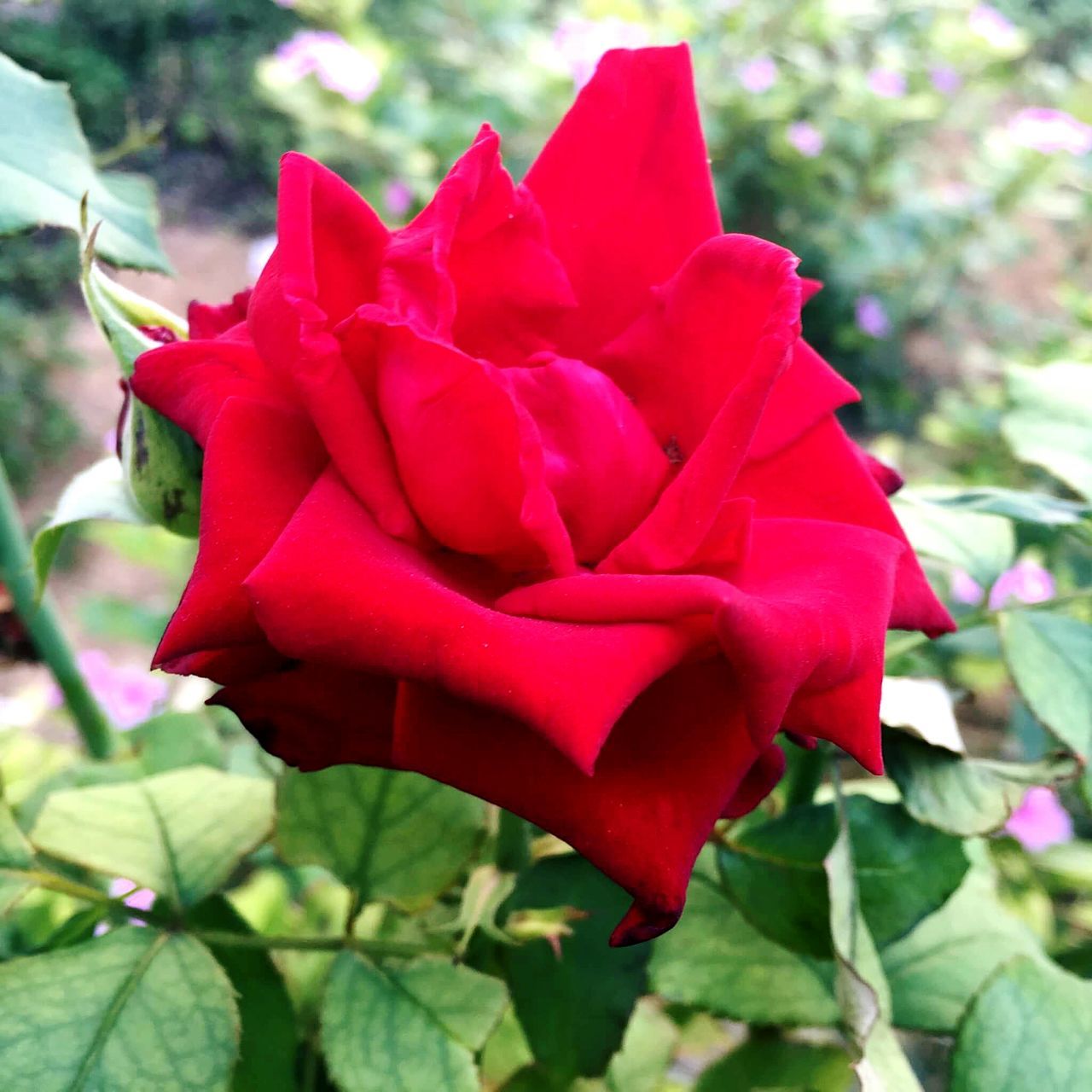 flower, petal, freshness, flower head, fragility, red, growth, focus on foreground, close-up, beauty in nature, blooming, plant, nature, leaf, single flower, rose - flower, day, in bloom, park - man made space, pink color