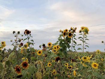 Close-up of yellow flowering plants on field against sky