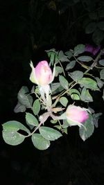 Close-up of pink flower blooming outdoors