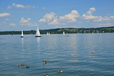 Swans swimming in lake against sky