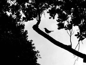 Low angle view of silhouette tree against clear sky