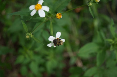 Close-up of white flowers