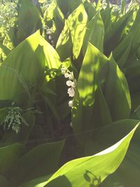 Close-up of green flowering plant