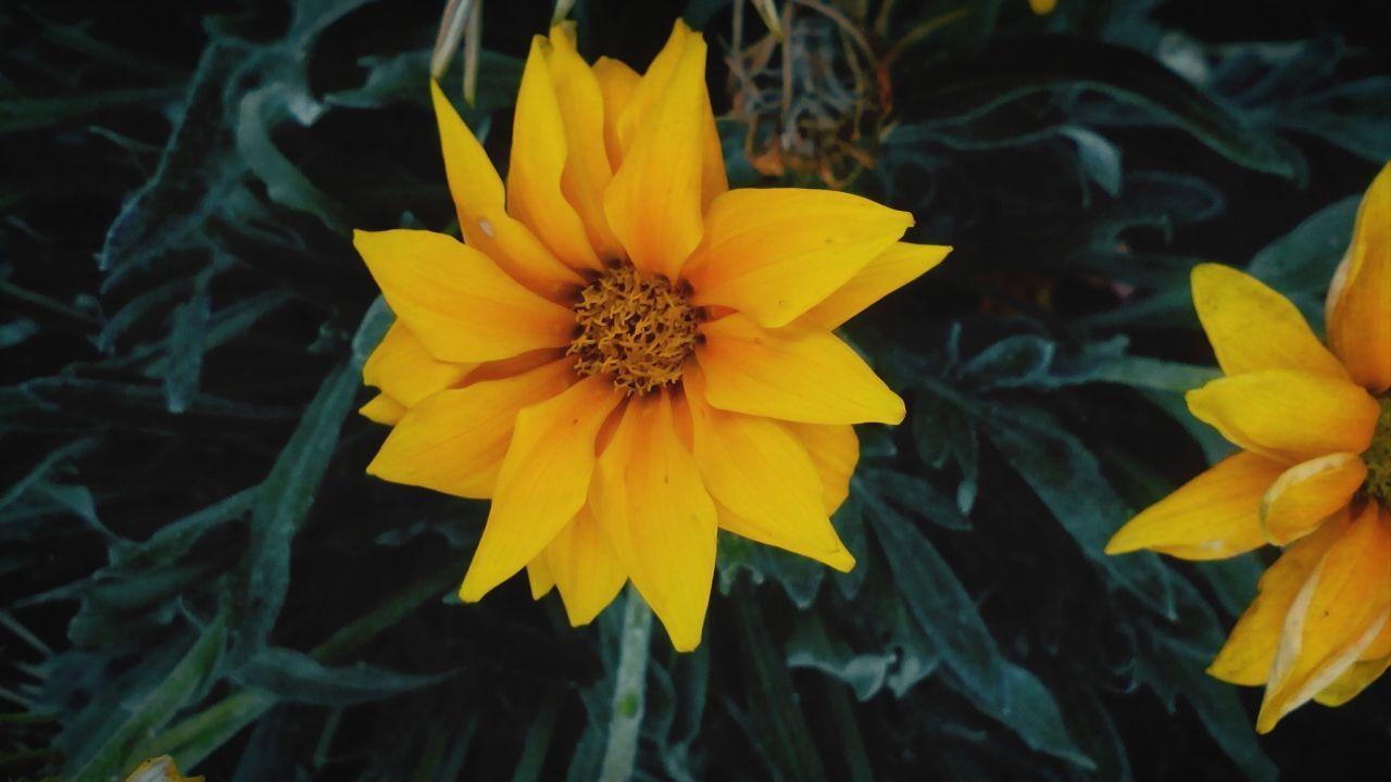 flower, petal, yellow, freshness, flower head, fragility, growth, beauty in nature, blooming, pollen, close-up, nature, plant, in bloom, single flower, high angle view, focus on foreground, stamen, blossom, day