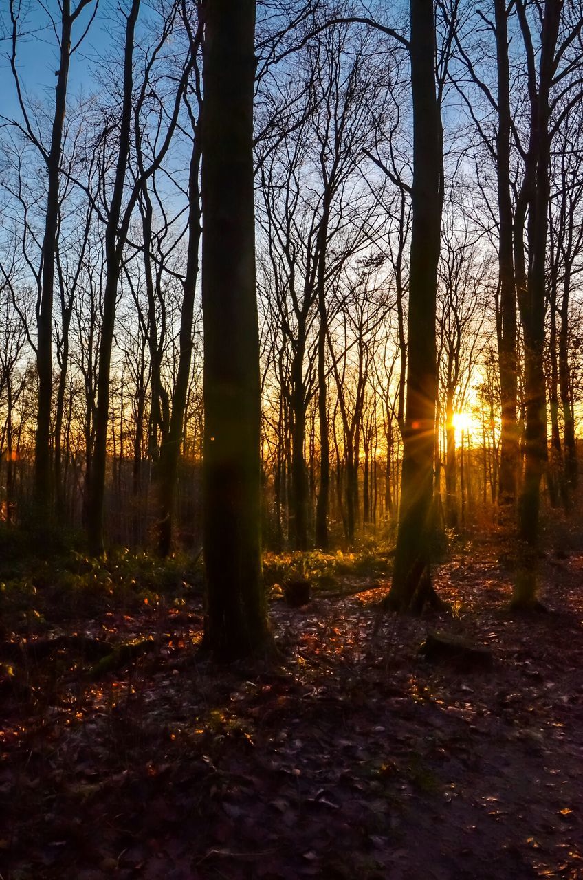 tree, sun, tree trunk, tranquility, tranquil scene, sunset, bare tree, nature, sunlight, scenics, forest, beauty in nature, sunbeam, woodland, landscape, silhouette, back lit, non-urban scene, lens flare, branch