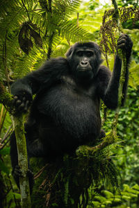 Serene female gorilla on tree. ideal for wildlife, nature and conservation projects. 