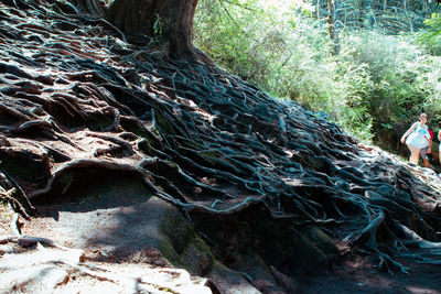 Sunlight falling on tree trunk in forest