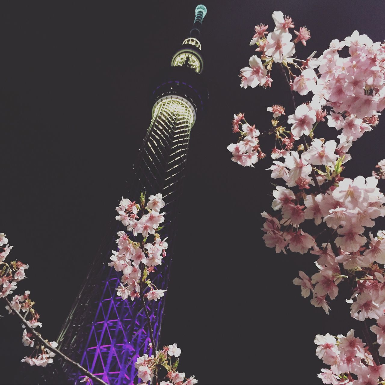 low angle view, flower, clear sky, architecture, built structure, building exterior, tree, branch, night, tower, growth, famous place, tall - high, pink color, illuminated, city, copy space, blossom, fragility, freshness