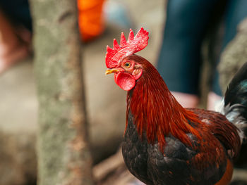livestock