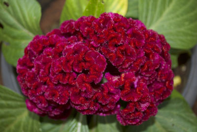 Close-up of red rose flower