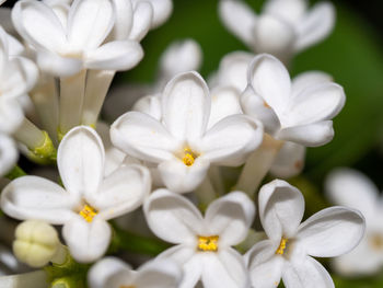 Close-up of white flowering plants