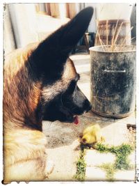 Close-up of a dog looking through glass