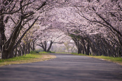 Cherry blossom trees along road