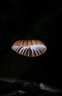 Close-up of mushroom growing against black background