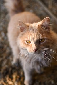 Brown fluffy cat