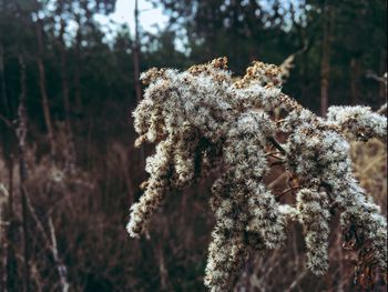 Close-up of snow on plant