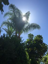 Sun shining through trees