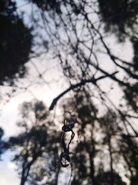 Low angle view of a tree