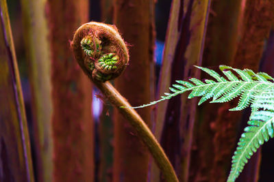 Close-up of tendril by fern