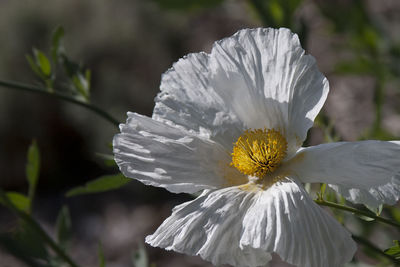 Close-up of flower against blurred background