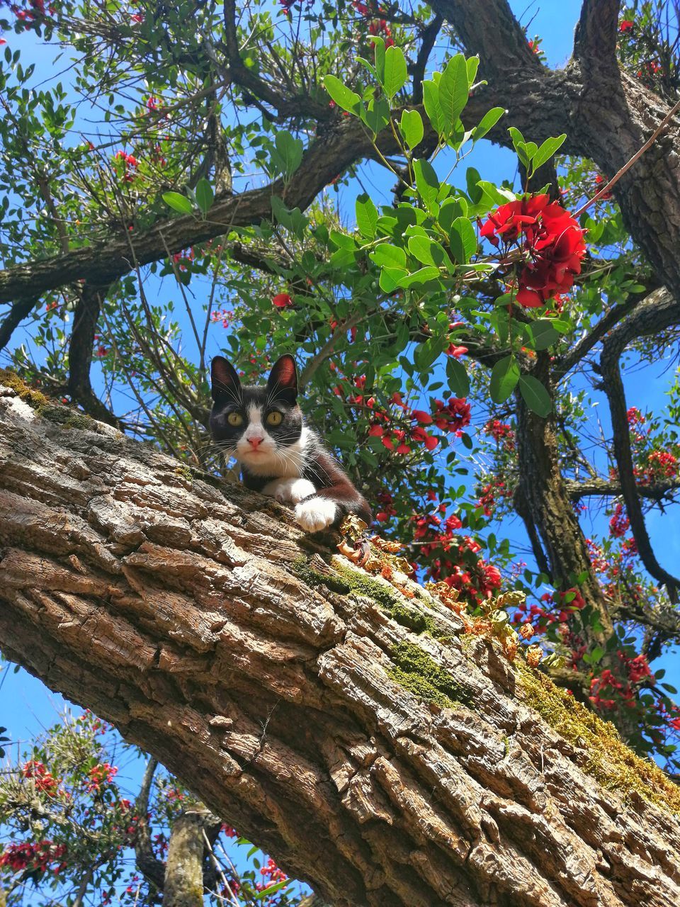 plant, animal themes, mammal, domestic, animal, tree, pets, domestic animals, vertebrate, one animal, cat, feline, domestic cat, flower, flowering plant, branch, low angle view, nature, no people, growth