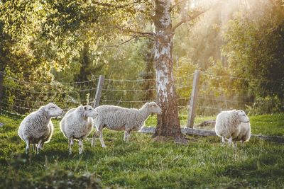 Sheep on grassy field