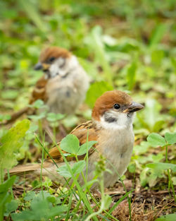 Close-up of two sparrows on land