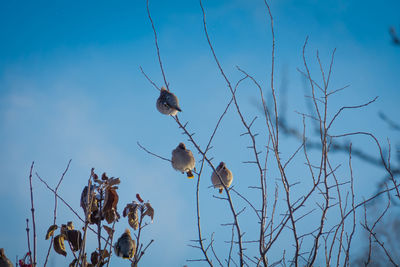 Low angle view of dead plant against sky