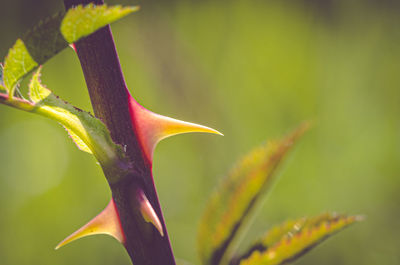 Close-up of flower bud