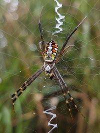 Close-up of spider on web