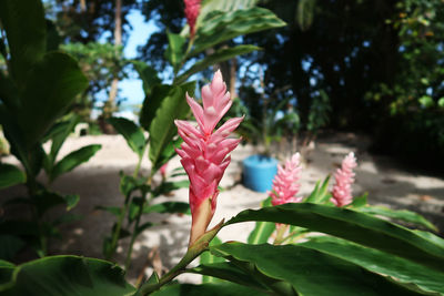 Close-up of pink flowering plant