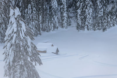 Pine trees on snow covered land