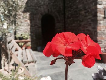 Close-up of red flowers