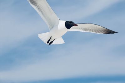 Low angle view of seagull flying against sky