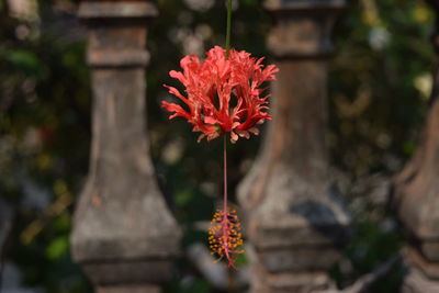 Close-up of red flowering plant