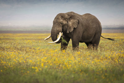 Elephant in a field