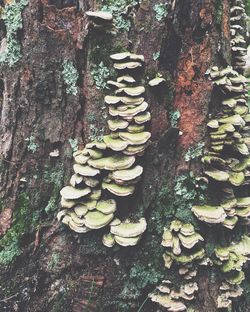 Tree trunk in forest