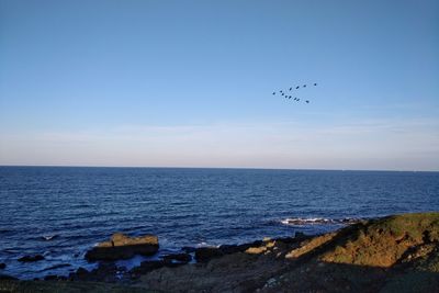 Birds flying over sea against sky