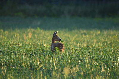 Deer standing on grassy field