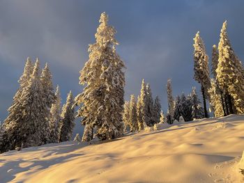 Trees on snow covered land against sky