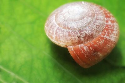 Snail shell close up
