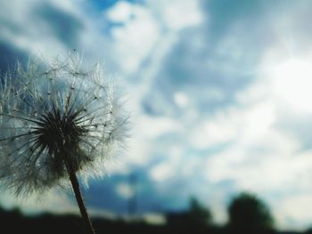 Close-up of flower against sky