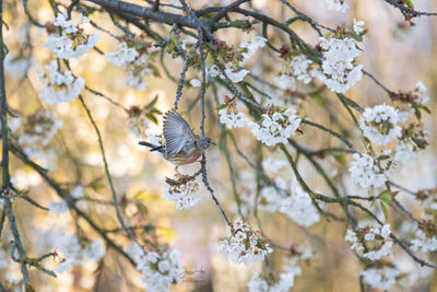 Cherry blossoms in spring