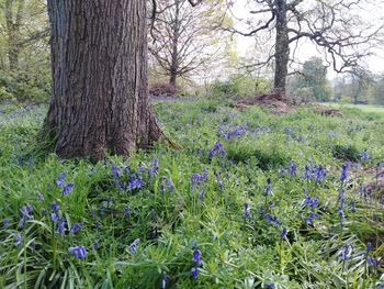 View of purple flowering plants on field