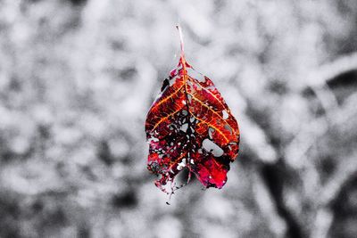 Close-up of red butterfly hanging on tree