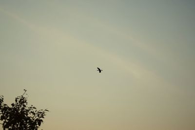 Low angle view of birds flying in the sky