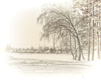 Bare trees on snow covered landscape