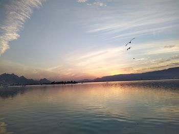 Birds flying over lake during sunset