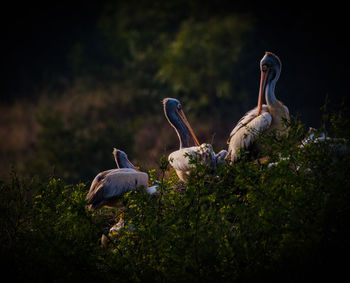 Pelican at nesting place